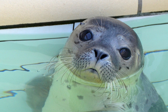 14554670187_6f0b428cf6_z