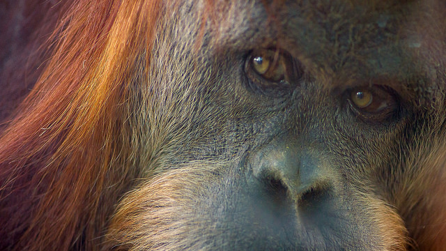 24987334039_4d8eef6149_z